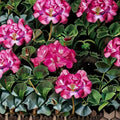 Geranium Seeds Ringo 2000 Pink – Bright Pink Blooms, Compact Pelargonium, Container-Friendly, Easy to Grow, 1,000 Seeds