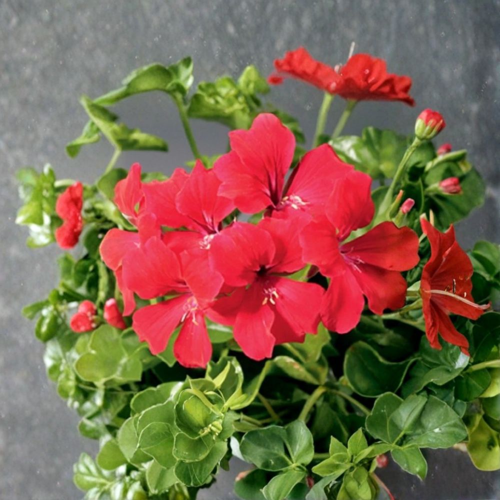 Tornado Red Trailing Geranium Seeds – Ivy Geranium Pelargonium peltatum for Hanging Baskets & Containers