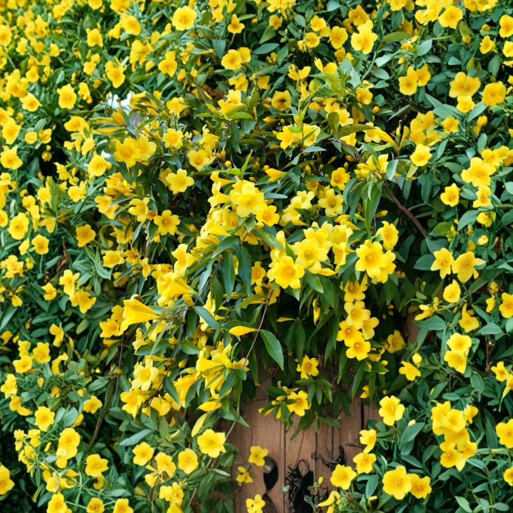 Carolina Jasmine Live Plant | 4-6 Inch Yellow Flowering Climber | Fragrant Garden Vine | Gelsemium sempervirens Outdoor