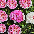 Pinto Premium White to Rose Geranium Seeds – 100 Pelargonium x hortorum, Color-Changing Blooms, Compact, Full Sun