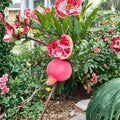 Cold Hardy Soft Seed Pomegranate Tree Live Plant | Sweet Juicy Red Fruit | Ornamental Flowering Tree | Punica granatum