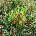 Red Bottlebrush Plant – Live Evergreen Shrub with Bright Red Flowers, Callistemon citrinus, 3 Gallon Container