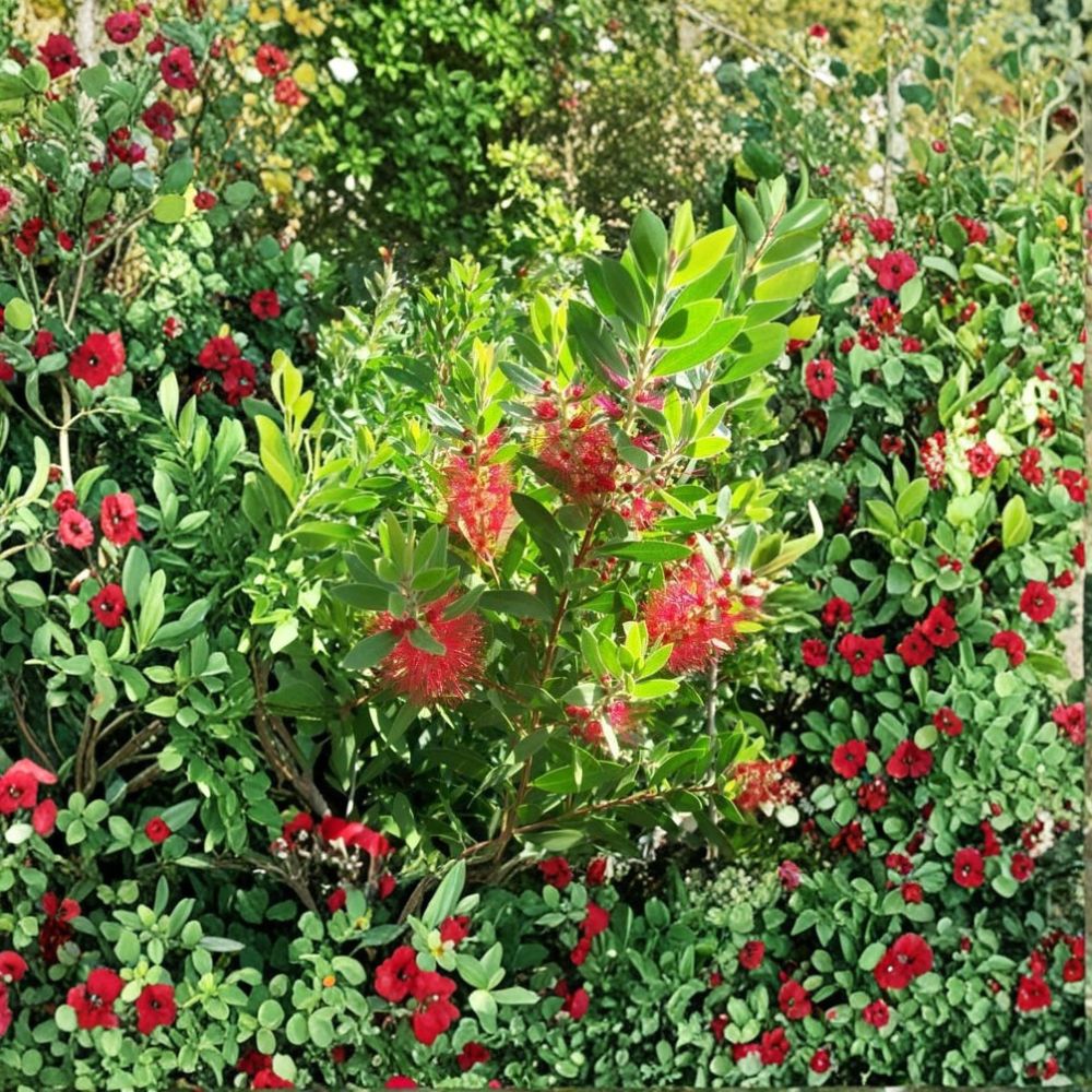 Red Bottlebrush Plant – Live Evergreen Shrub with Bright Red Flowers, Callistemon citrinus, 3 Gallon Container