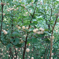 White Nanking Cherry Bush – Rooted Edible Fruit Shrub, Cold Hardy Prunus tomentosa, Zones 2–7
