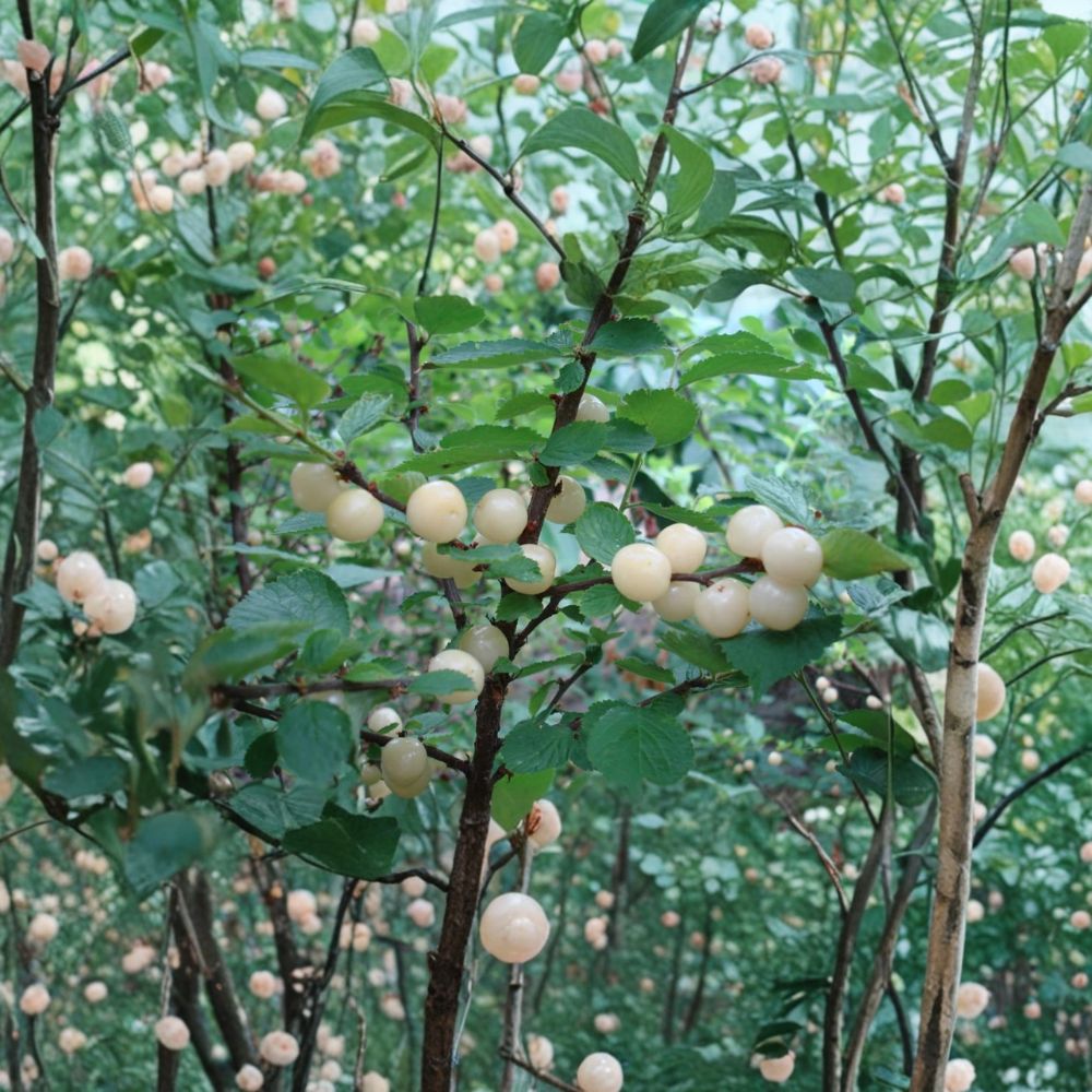 White Nanking Cherry Bush – Rooted Edible Fruit Shrub, Cold Hardy Prunus tomentosa, Zones 2–7