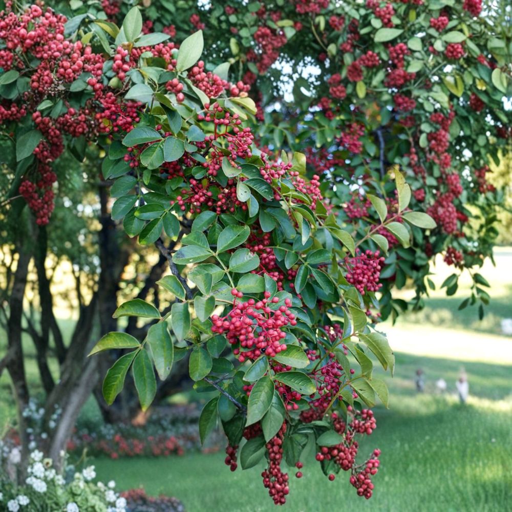 Sichuan Pepper Tree Live Plant | 3 Ft Tall | Hanyuan Da Hong Pao | Szechuan Peppercorn | Zanthoxylum simulans