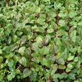 Berries and Cream Mint Cuttings – Mentha x piperita Organic Unrooted Herb for Culinary, Container Gardening, Propagation