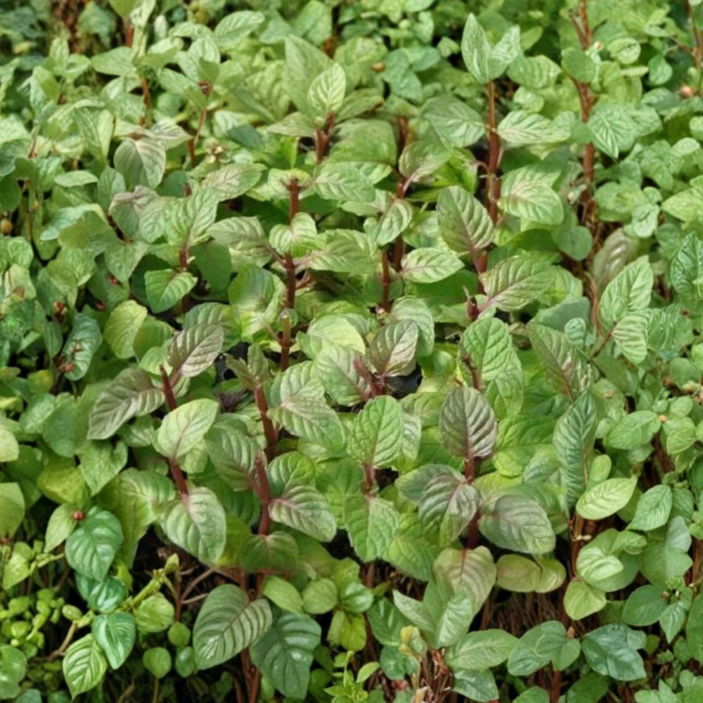 Berries and Cream Mint Cuttings – Mentha x piperita Organic Unrooted Herb for Culinary, Container Gardening, Propagation