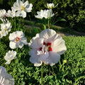 Double Flower White Rose of Sharon Live Plant, 1 Gallon Hibiscus syriacus Hardy Shrub for Landscaping