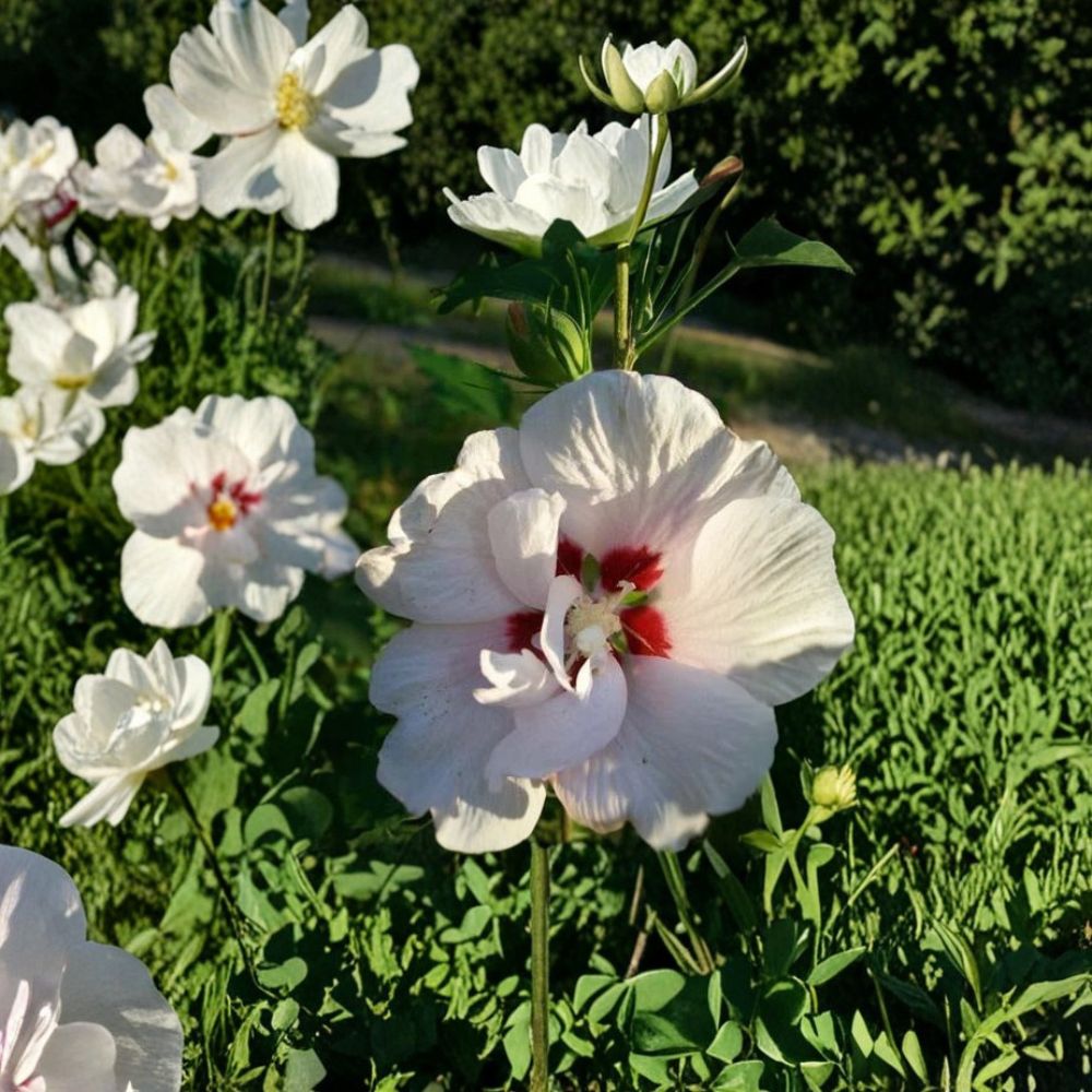 Double Flower White Rose of Sharon Live Plant, 1 Gallon Hibiscus syriacus Hardy Shrub for Landscaping