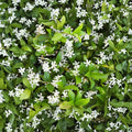 Star Jasmine Plant Live Vine Quart Pot | Fragrant Confederate Jasmine | Evergreen Climber for Indoor Outdoor Gardens