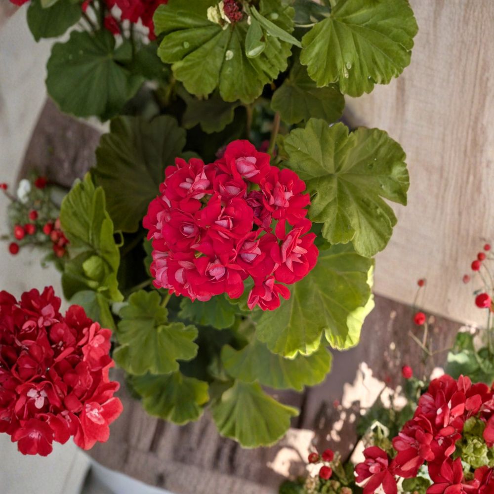 Rosebud Geranium Supreme Live Rooted Pelargonium Plant – Hot Pink Double Bloom Neon Flowers, Container & Patio Plant