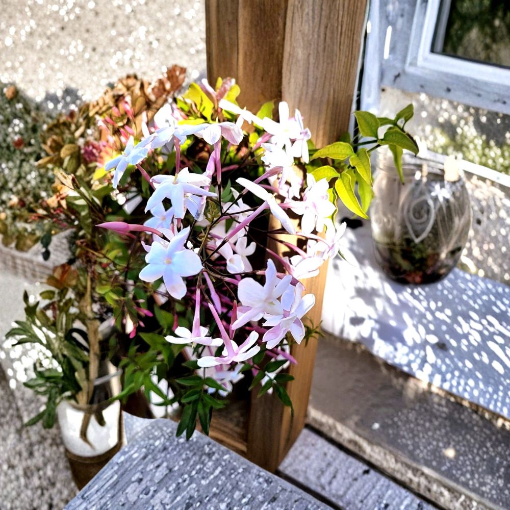 Pink Jasmine Live Plant – 2-Inch Pot, Trailing Fragrant Vine, Jasminum polyanthum, Indoor Outdoor Houseplant