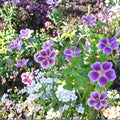 Blueberry Ice Geranium Seeds – 25+ Pelargonium Flower Seeds for Garden, Patio & Containers, Vibrant Blueberry Ice Blooms