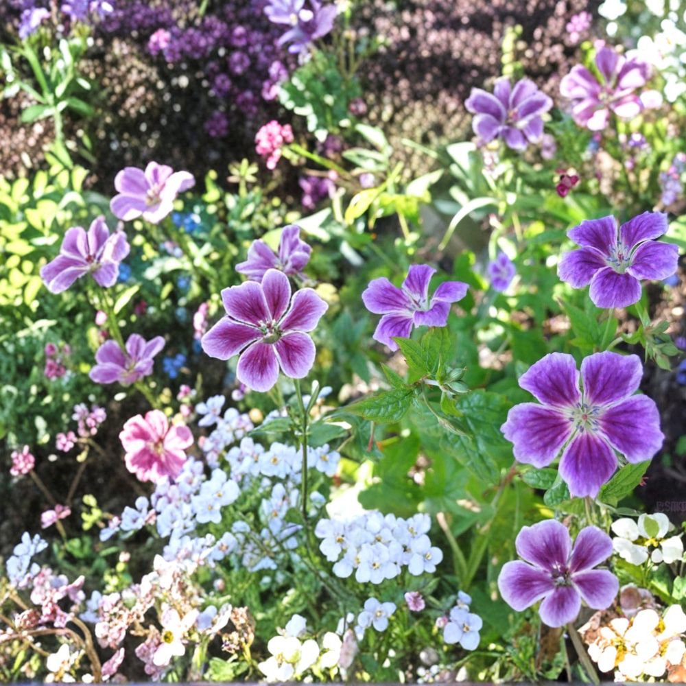 Blueberry Ice Geranium Seeds – 25+ Pelargonium Flower Seeds for Garden, Patio & Containers, Vibrant Blueberry Ice Blooms