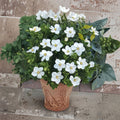 Gardenia Seeds 10+ Pack | Fragrant White Flowers | Evergreen Shrub | Gardenia jasminoides for Indoor & Outdoor Growing