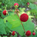 Thimbleberry Live Starter Plant – Thornless Edible Berry Shrub, Wild Red Fruit, Rubus parviflorus, Native to Zones 3–8