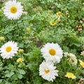 Chrysanthemum morifolium Live Plants – White Hang Bai Ju Edible Herbal Flowers for Tea, Container, Garden
