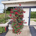 Climbing Rose Plant Live Potted Red Blooming Garden Rose Rosa ‘Blaze’ Fast Growing Hardy Vine