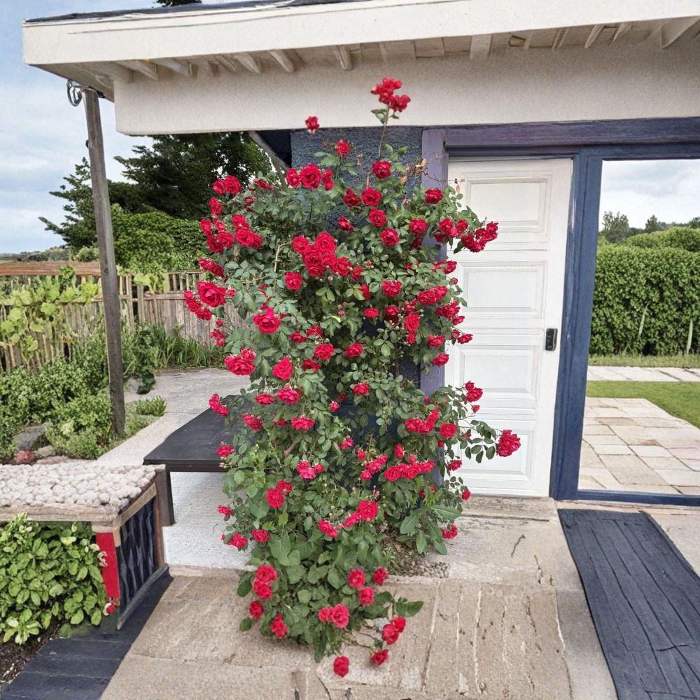 Climbing Rose Plant Live Potted Red Blooming Garden Rose Rosa ‘Blaze’ Fast Growing Hardy Vine