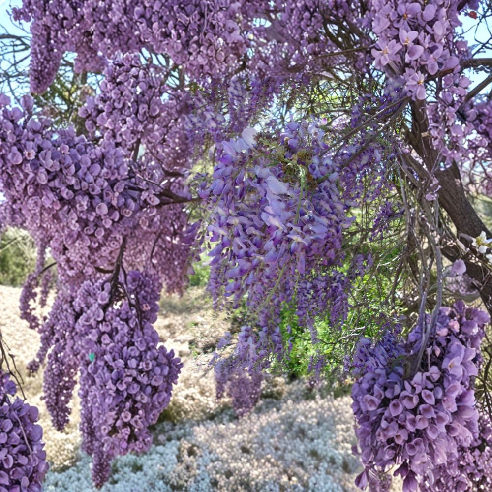 Purple Wisteria Vine Live Plant – Fragrant Purple Flowers, Climbing Vine for Trellis & Arbor, Wisteria sinensis