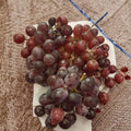 Vanessa Red Seedless Grape Vine – Live 2 Gallon Self-Fertile Fruit Plant for Home Garden, Edible Landscape, Vitis