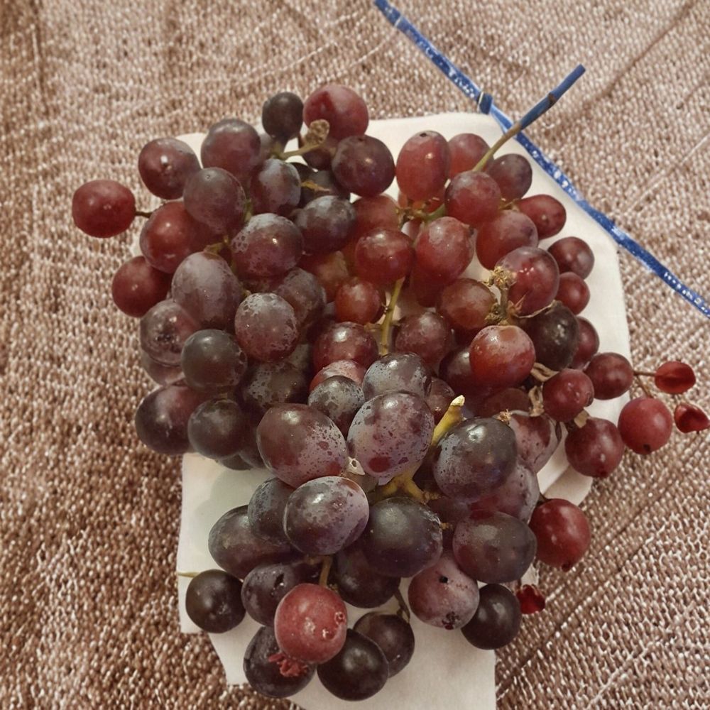 Vanessa Red Seedless Grape Vine – Live 2 Gallon Self-Fertile Fruit Plant for Home Garden, Edible Landscape, Vitis