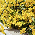 Carolina Jasmine Seeds 20 Gelsemium sempervirens Yellow Jessamine Fragrant Climbing Vine Pollinator Friendly USA Grown