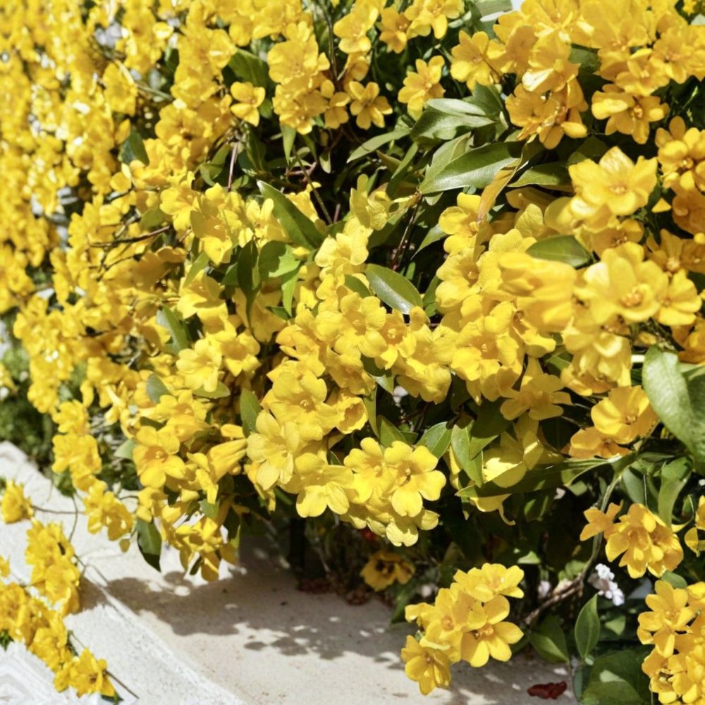 Carolina Jasmine Seeds 20 Gelsemium sempervirens Yellow Jessamine Fragrant Climbing Vine Pollinator Friendly USA Grown
