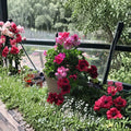 Martha Washington Geranium Cuttings – 6 Pelargonium Stem Propagation Plants, Multi-Color Flowers, Indoor & Outdoor