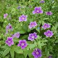 Clos du Coudray Geranium Seeds – 25+ Flower Seeds for Containers, Beds & Baskets | Hardy Perennial Garden Blooms