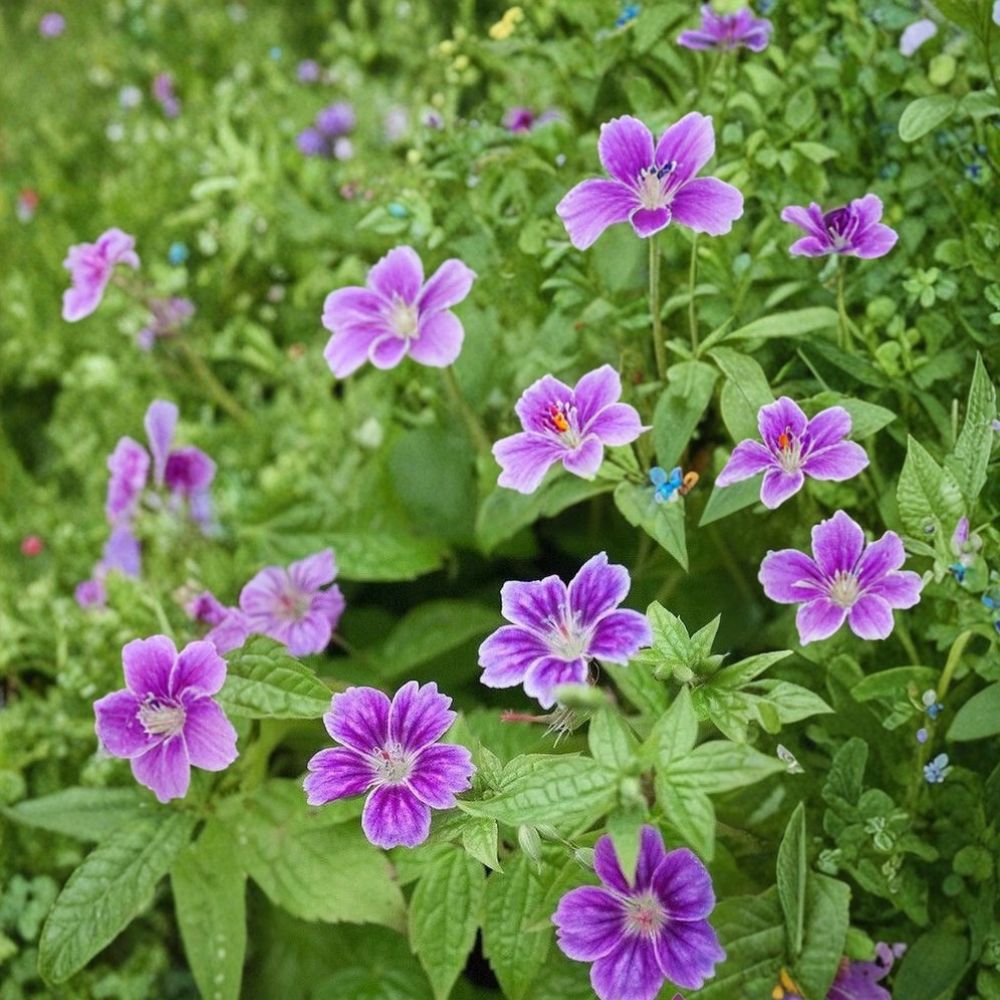 Clos du Coudray Geranium Seeds – 25+ Flower Seeds for Containers, Beds & Baskets | Hardy Perennial Garden Blooms