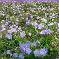 Mrs. Kendal Clark Geranium Seeds – Hardy Perennial Flower Seeds for Borders & Containers | Cottage Garden Blooms