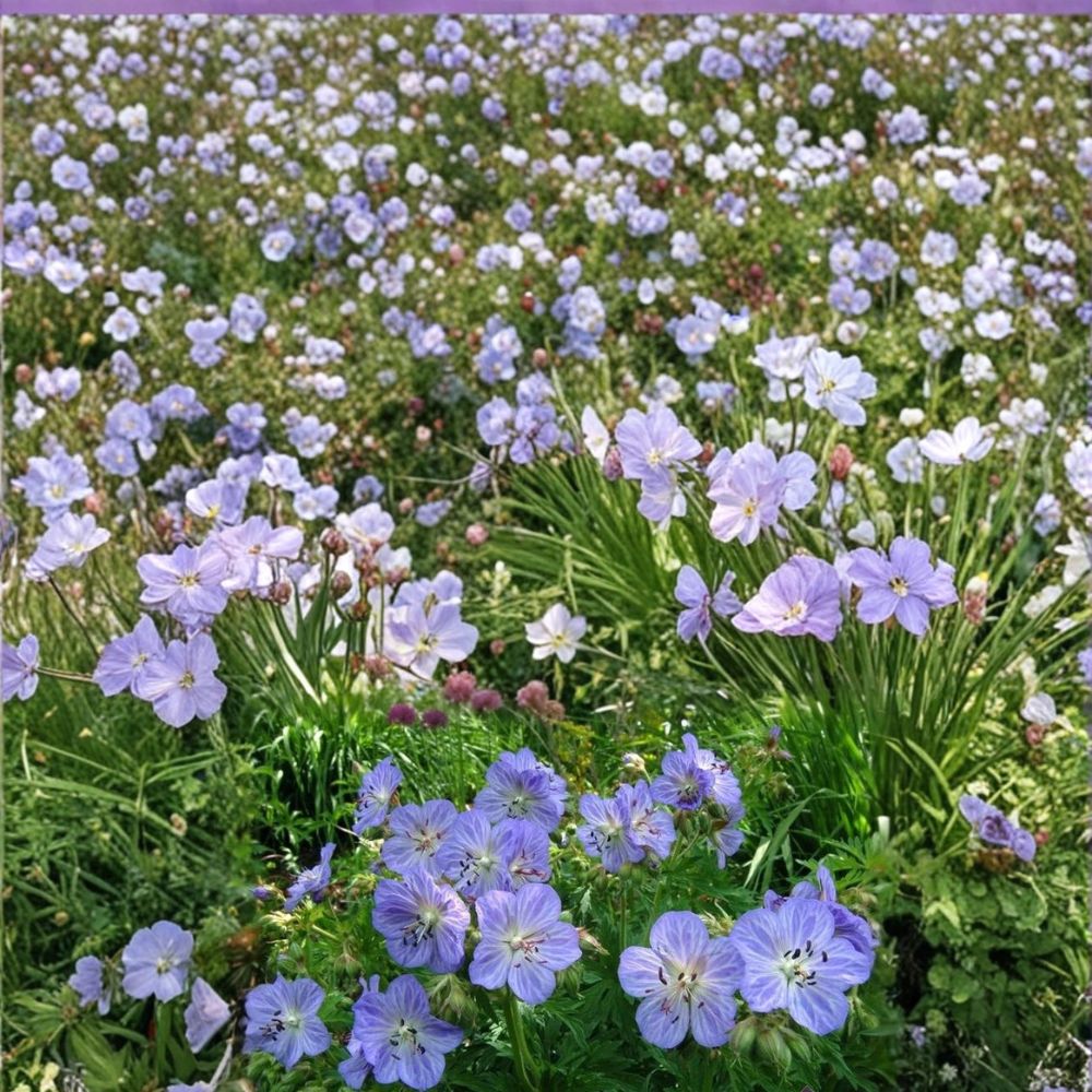 Mrs. Kendal Clark Geranium Seeds – Hardy Perennial Flower Seeds for Borders & Containers | Cottage Garden Blooms