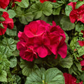 Pinto Premium Coral Geranium Seeds – Pelargonium x hortorum, Pastel Coral, 100 Seeds for Garden & Container Planting