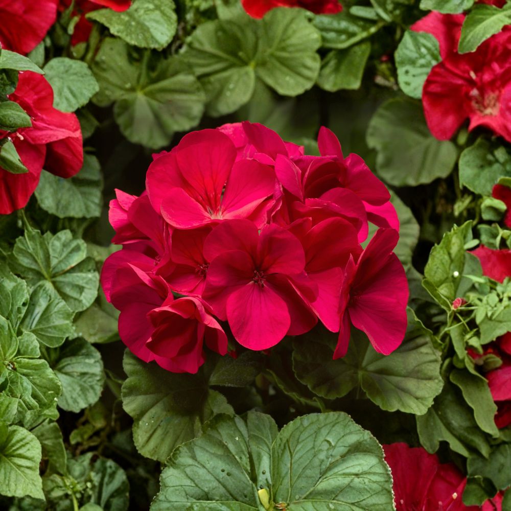Pinto Premium Coral Geranium Seeds – Pelargonium x hortorum, Pastel Coral, 100 Seeds for Garden & Container Planting