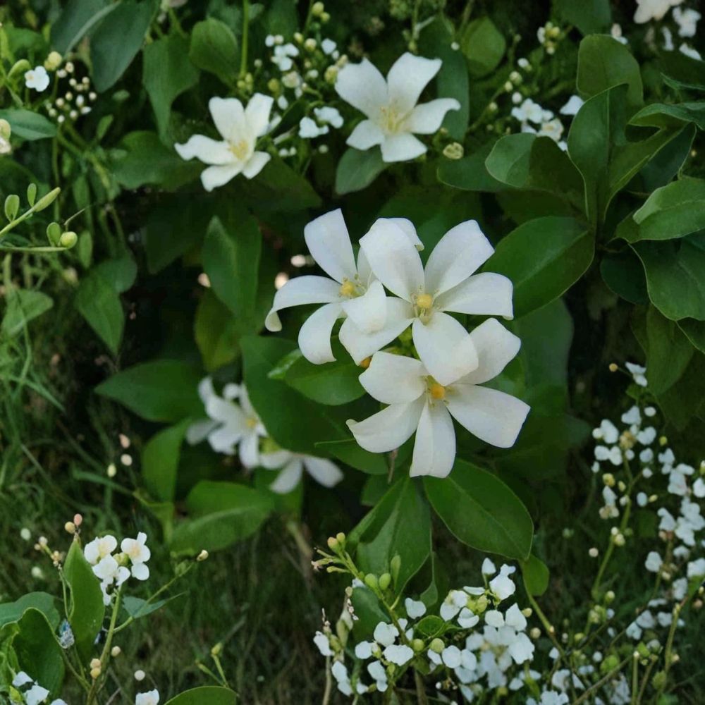 Orange Jasmine Seeds – Murraya paniculata Tall Variety 10 Pack, Fragrant White Flowers, Evergreen Shrub, Ornamental Tree, Mock Orange