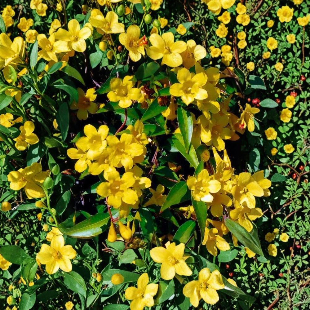 Carolina Jasmine Seeds Bulk Pack – Gelsemium sempervirens Fragrant Climbing Vine for Privacy Screen & Landscaping