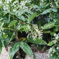 Night Blooming Jasmine Live Plant – 4-6 Inch Starter, Fragrant Night Flowering Shrub, Cestrum nocturnum Indoor Outdoor