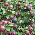 Black Velvet Gooseberry Live Rooted Plant | Edible Berry Shrub | Hybrid Ribes for Garden | Sweet Dark Red Berries | USDA Zones 4–7
