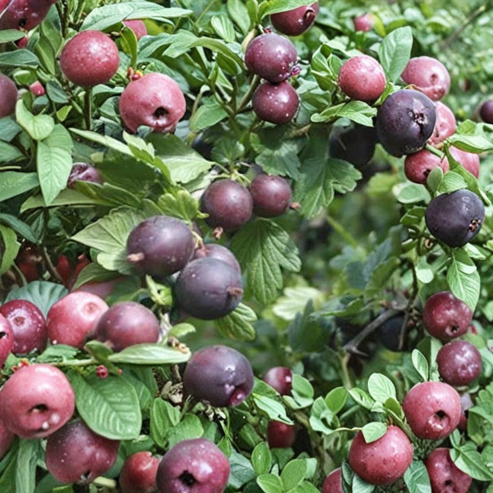 Black Velvet Gooseberry Live Rooted Plant | Edible Berry Shrub | Hybrid Ribes for Garden | Sweet Dark Red Berries | USDA Zones 4–7