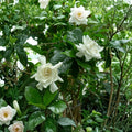 Live Gardenia Plant in 4-Inch Pot – Fragrant White Flowers, Indoor Outdoor Gardenia jasminoides