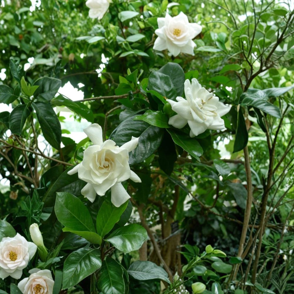 Live Gardenia Plant in 4-Inch Pot – Fragrant White Flowers, Indoor Outdoor Gardenia jasminoides