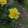 Oregold Grandiflora Rose Plant – 1 Gallon Live Yellow Blooming Shrub Rosa 'Oregold' for Garden Landscaping