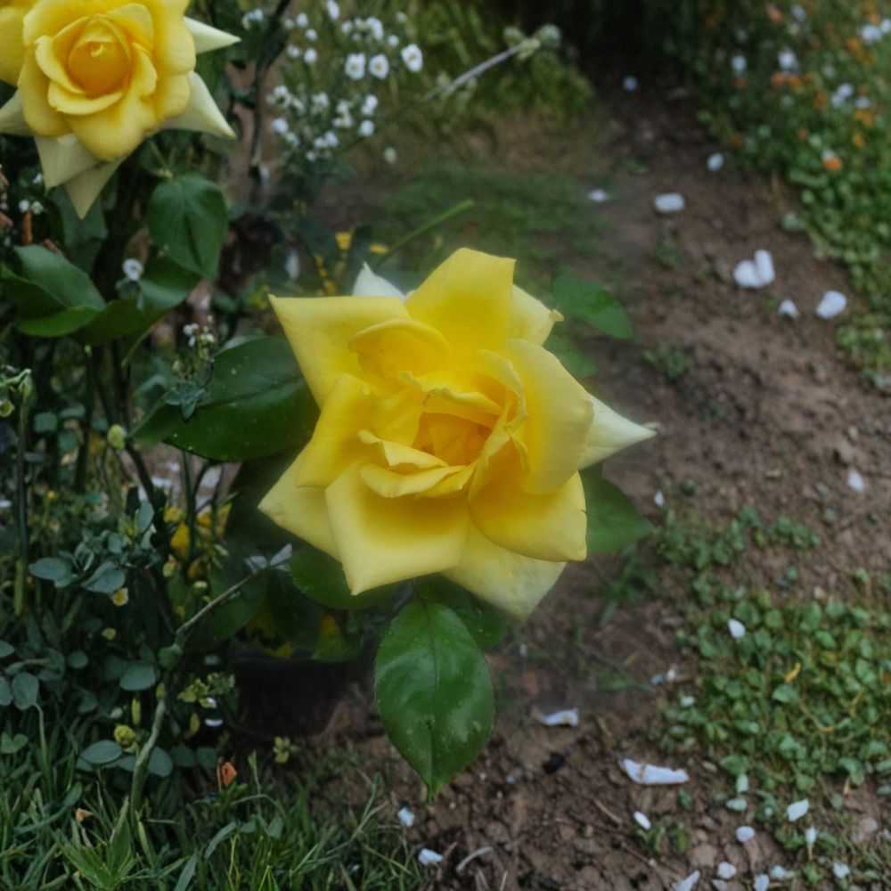 Oregold Grandiflora Rose Plant – 1 Gallon Live Yellow Blooming Shrub Rosa 'Oregold' for Garden Landscaping
