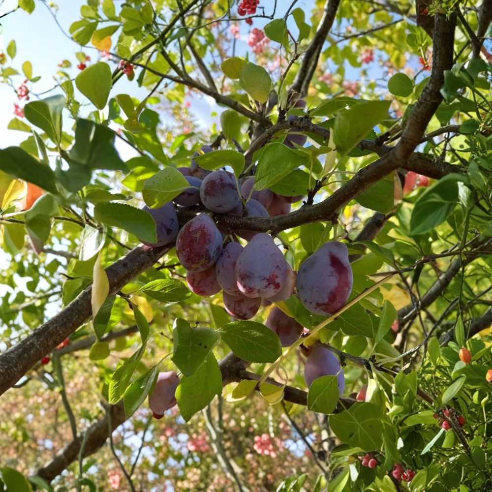 Prune D’Ente 707 European Plum Tree – Live Potted Fruit Tree with Sweet, Freestone Prune Fruit, Self-Fertile, 3 Feet Tall