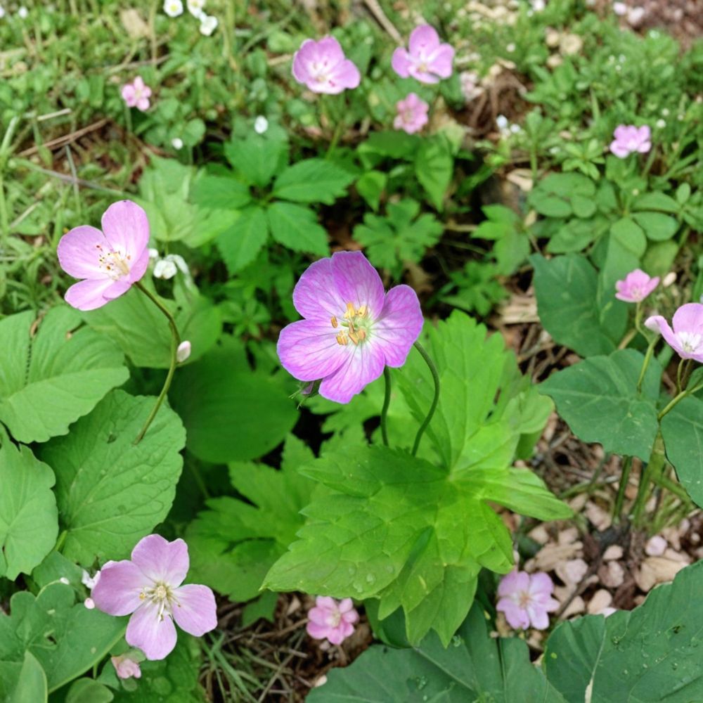 Wild Geranium Bare Roots – Geranium maculatum Native Perennial for Shade Gardens, Woodland Landscapes, Borders
