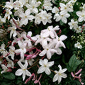 Pink Jasmine Vine Plant Starter | Jasminum polyanthum | Fragrant White Flowers | Indoor Outdoor Climbing Plant
