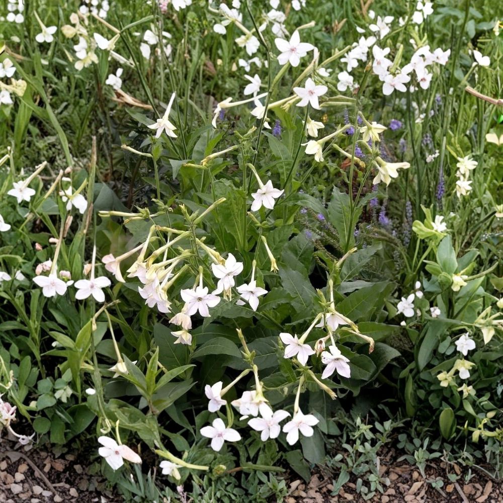 Nicotiana alata Seeds – Jasmine Flowering Tobacco – Fragrant Night Blooming Ornamental Garden Plant – Easy to Grow
