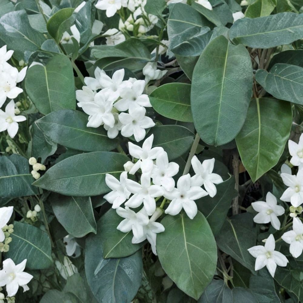 Madagascar Jasmine Live Plant | Stephanotis floribunda Climbing Vine with Fragrant White Blooms | Indoor & Outdoor Evergreen